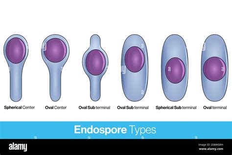 bacteria with endospores.
